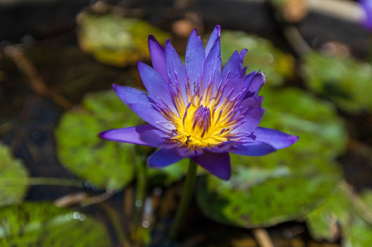 The Enchanting Blue Lotus: Exploring Its Benefits and Uses