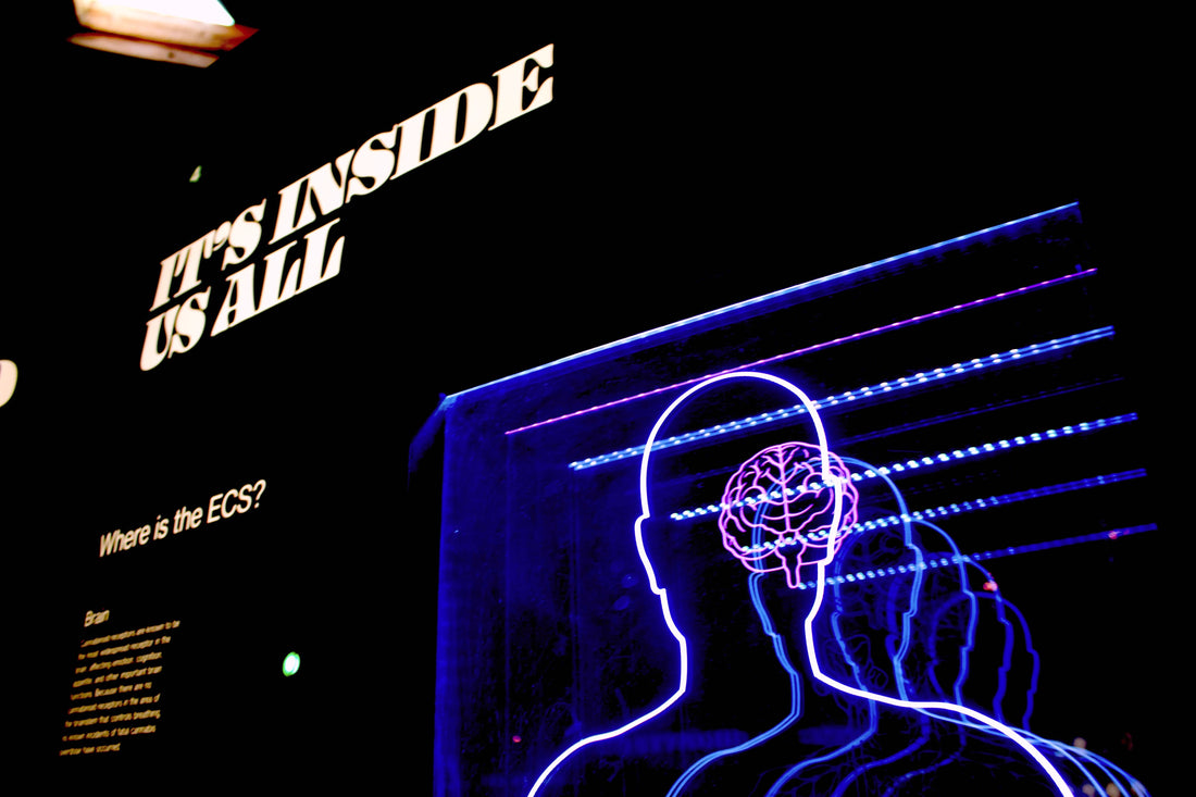 Journeying into Psychedelic Realms: Exploring the Effects of Various Psychedelic Mushrooms