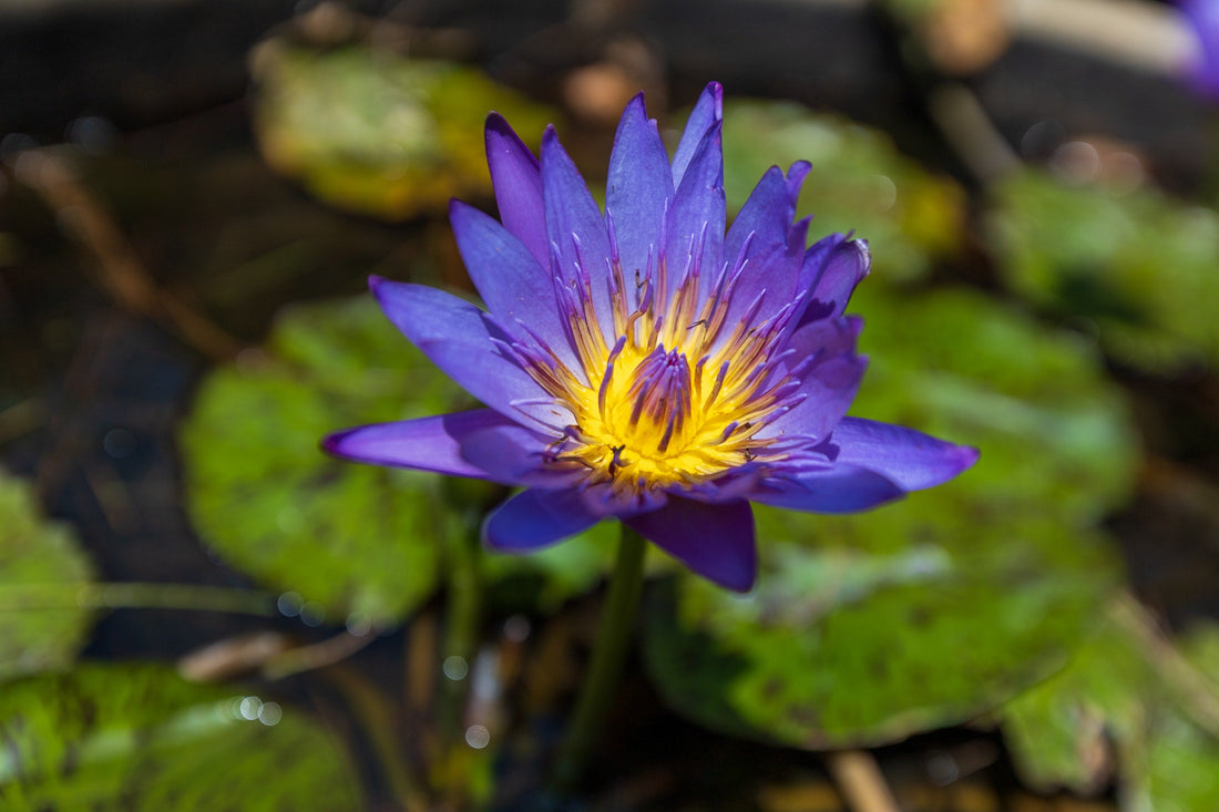 The Enchanting Blue Lotus: Exploring Its Benefits and Uses